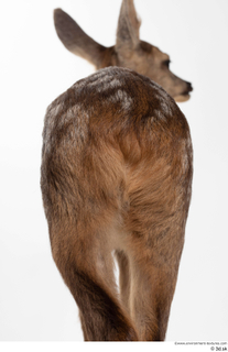 Deer doe back tail 0002.jpg